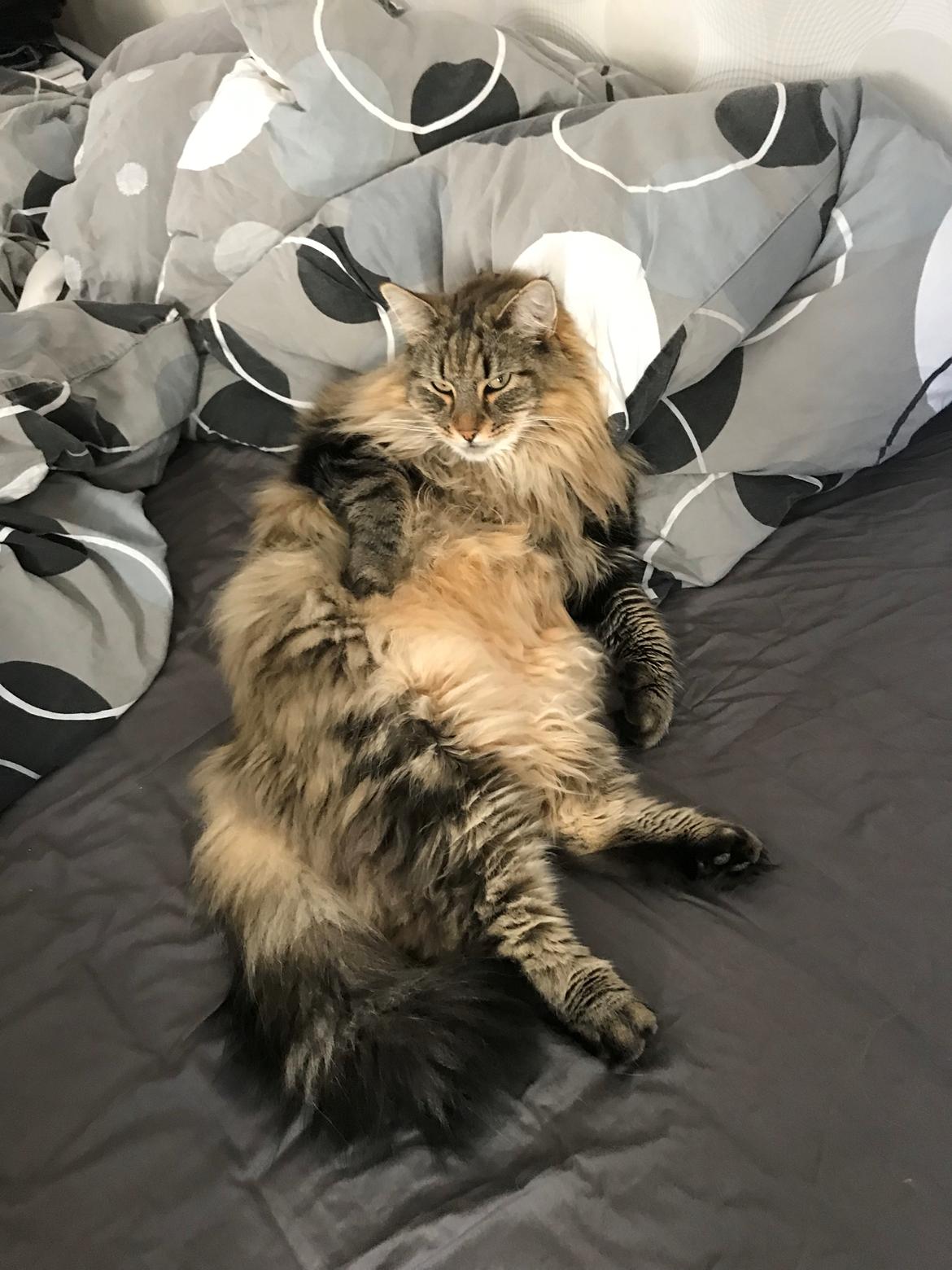 Blanding af racer Hannibal billede 19