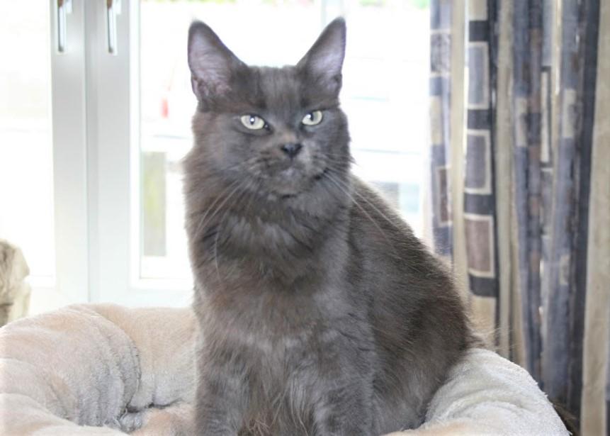 Maine Coon Blackangel's Magby billede 1