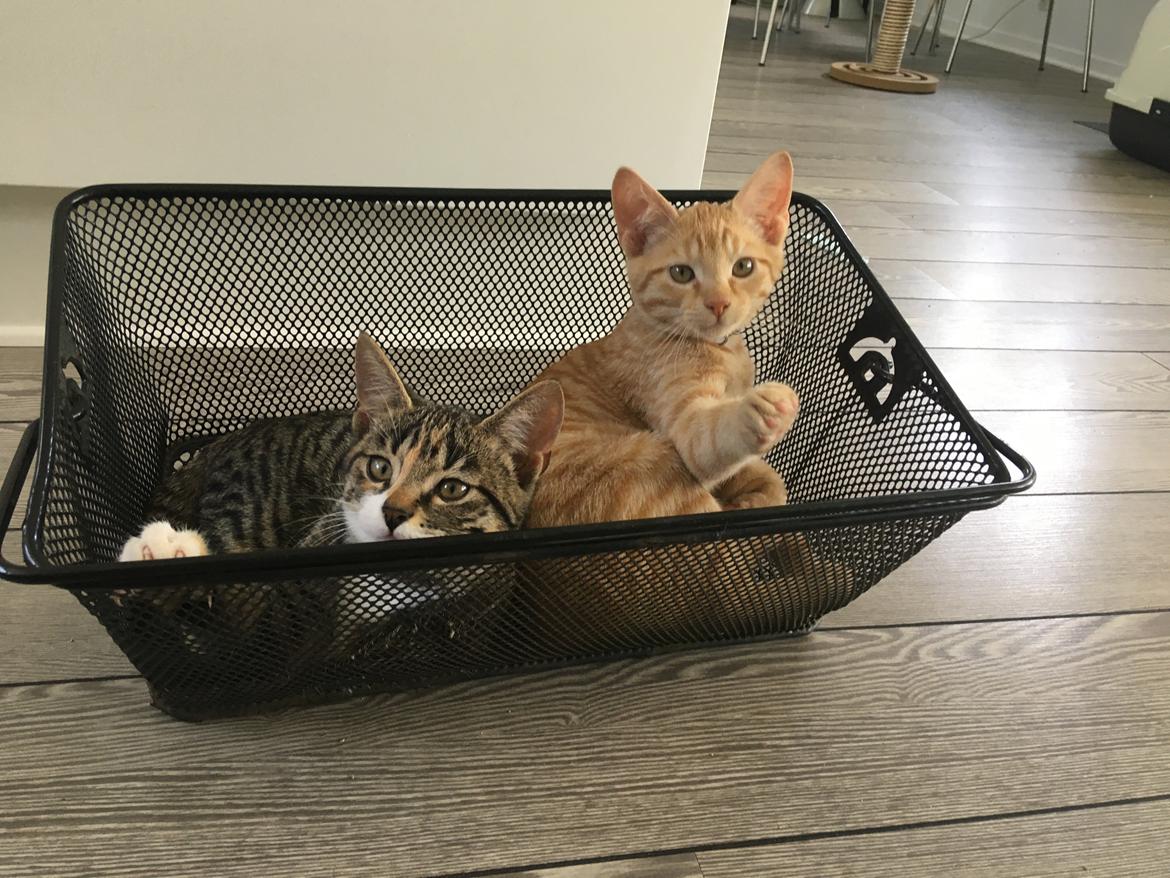 Huskat Luka billede 4