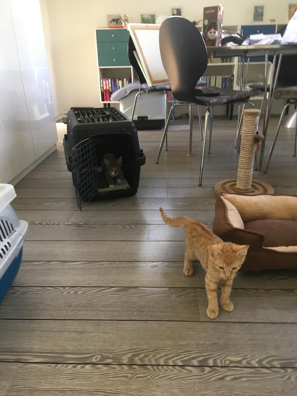 Huskat Luka billede 9