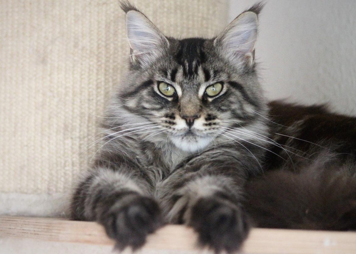 Maine Coon DK Sagaleo's Independence billede 1