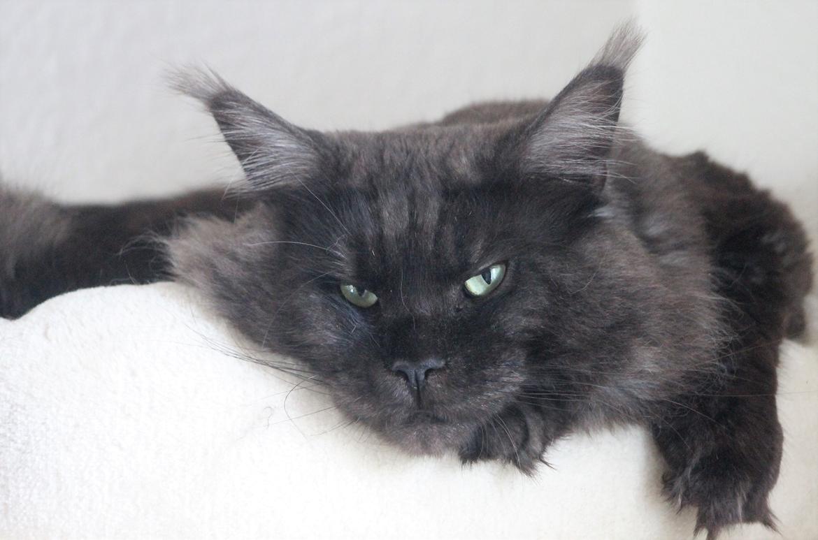 Maine Coon DK Jesma Cat's Knight in Dark billede 1