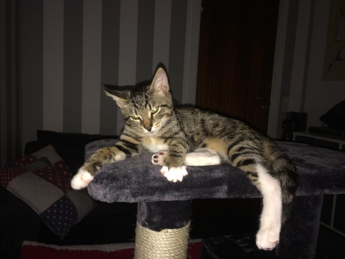 Blanding af racer Jensen billede 1