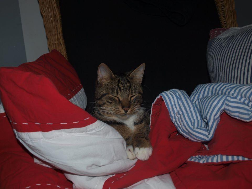 Blanding af racer Jensen billede 2