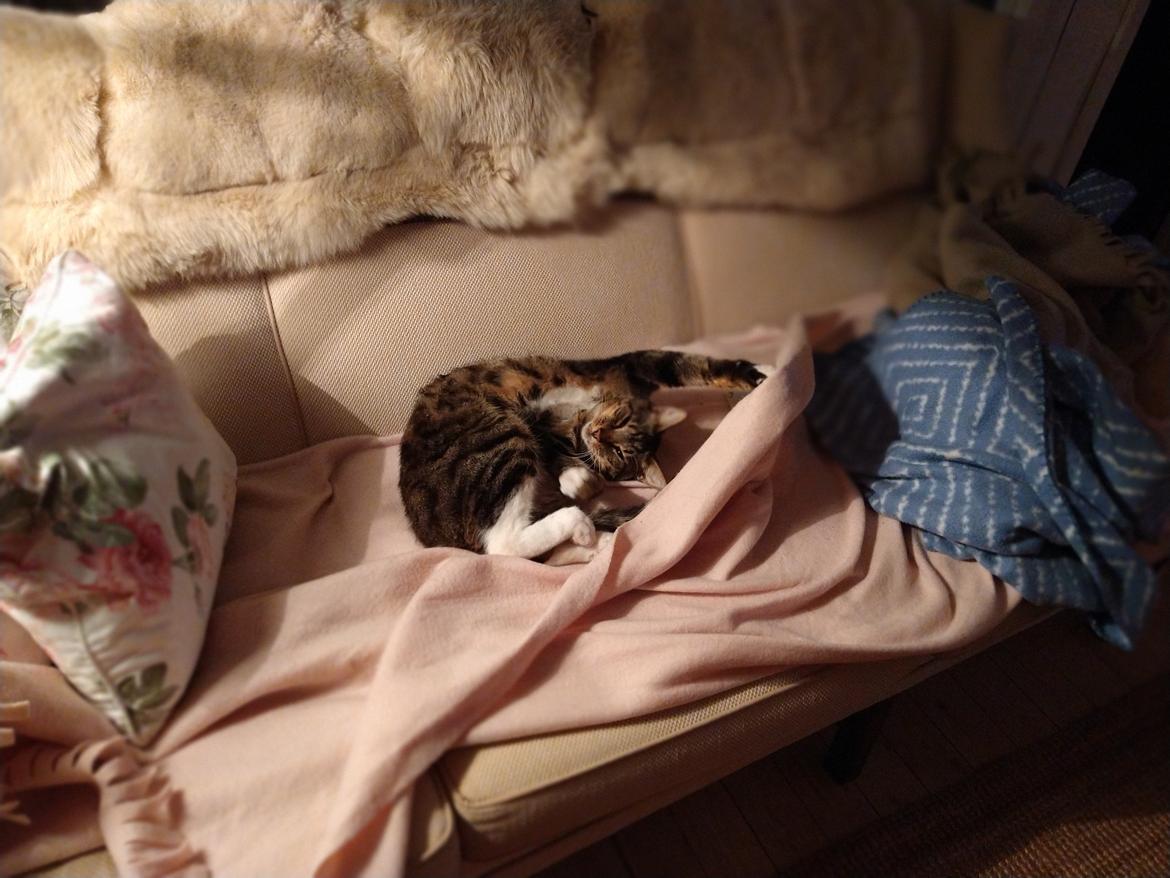 Blanding af racer Jensen billede 6