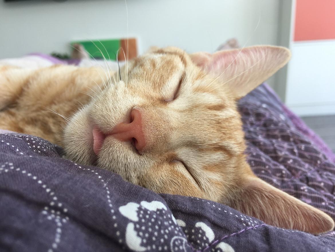 Huskat Luka billede 12