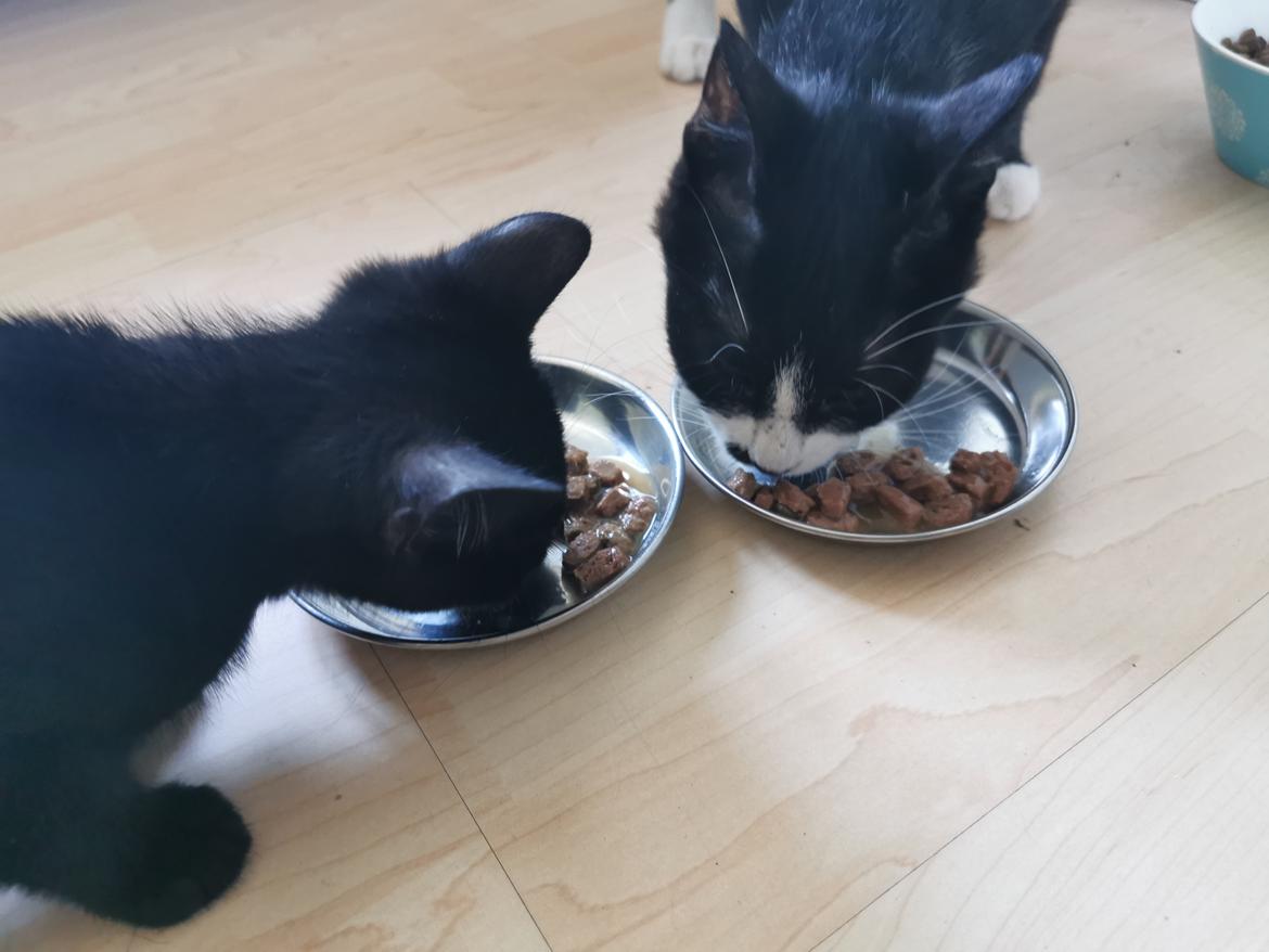 Huskat Tao billede 1