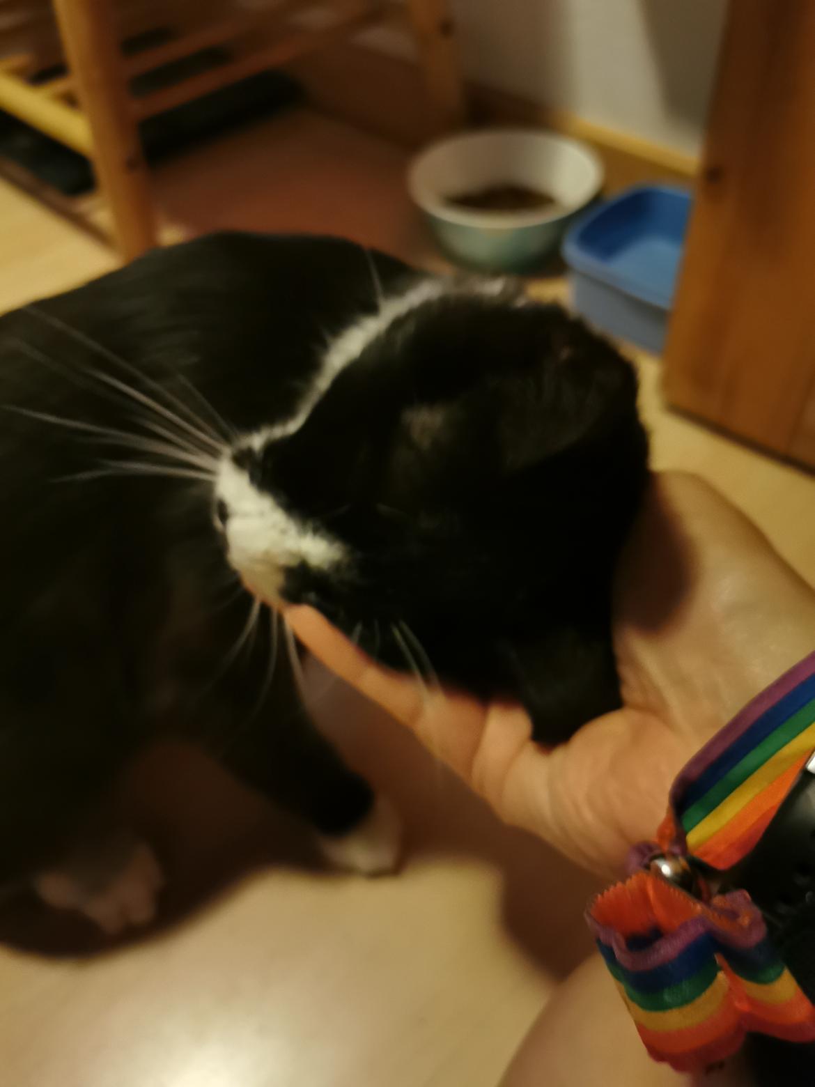 Huskat Tao - august 2020 billede 5