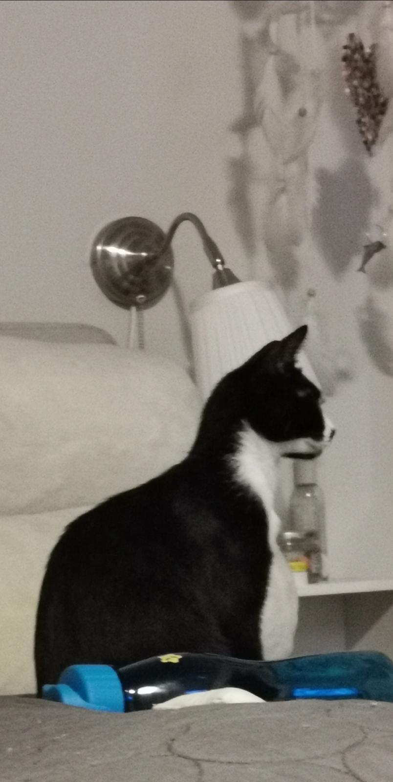 Huskat Tao billede 3