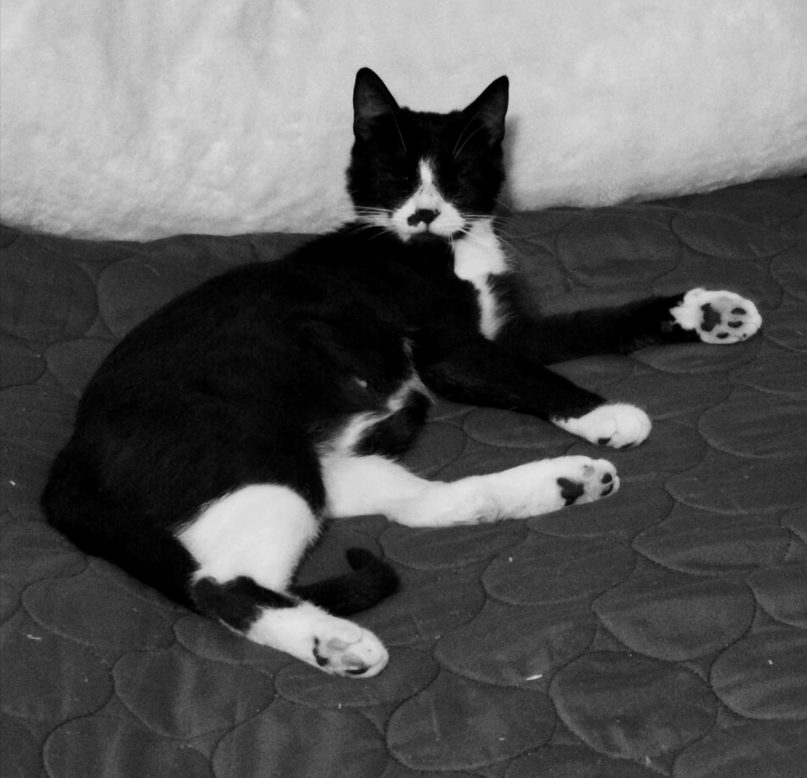 Huskat Tao - aug 2020 billede 4