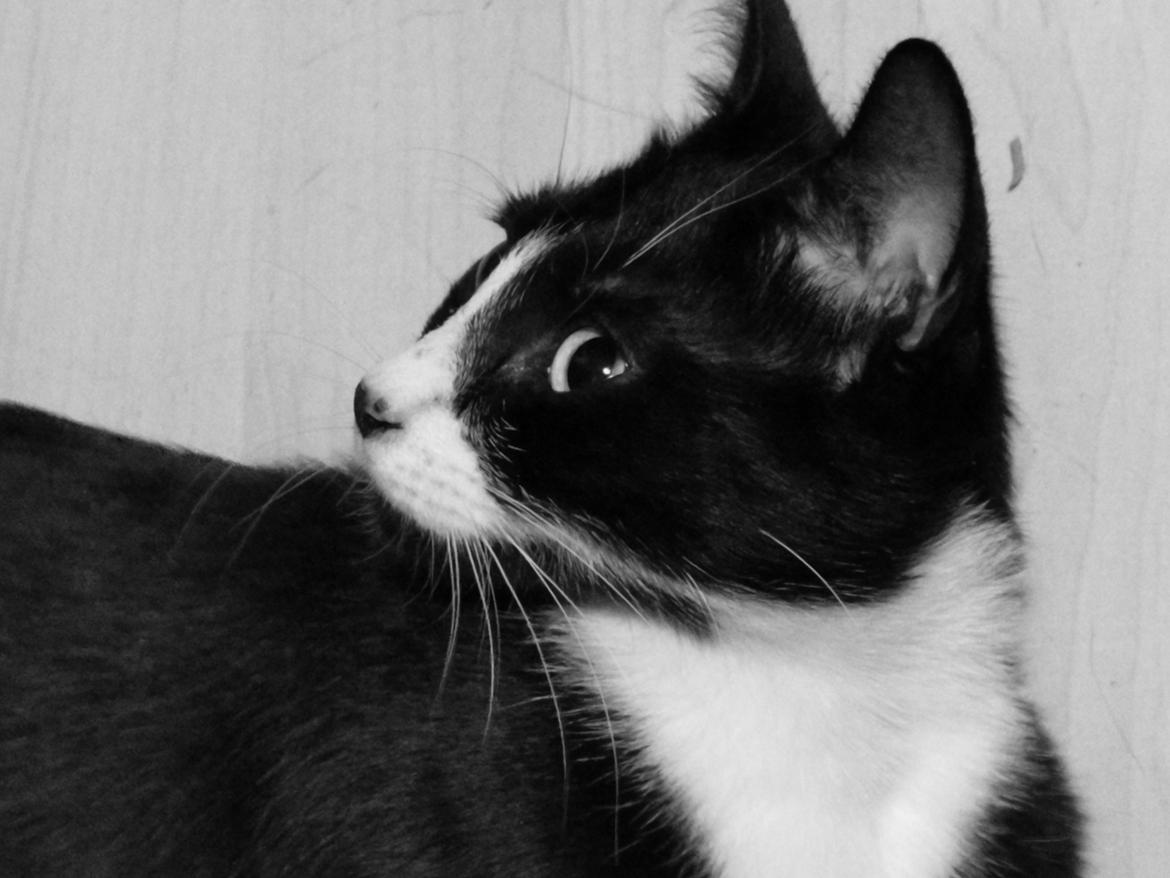 Huskat Tao billede 2