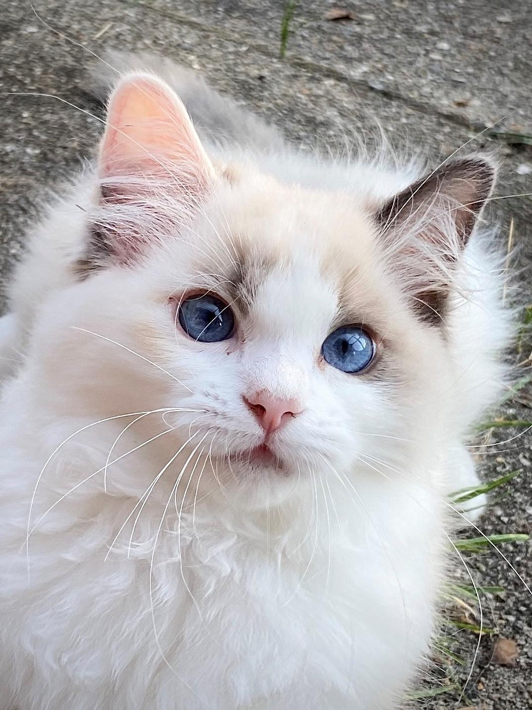 Ragdoll S*Gunbertus Flora billede 14