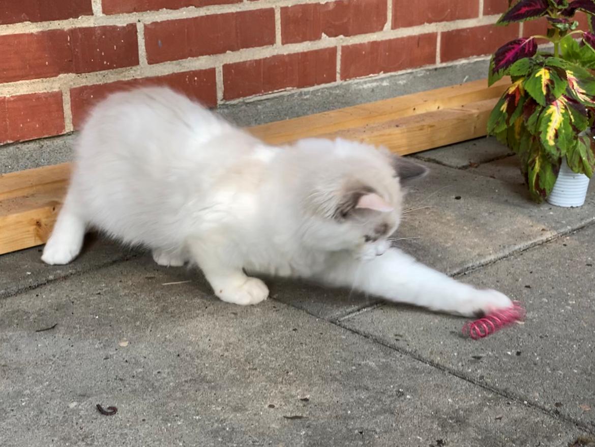 Ragdoll S*Gunbertus Flora billede 13