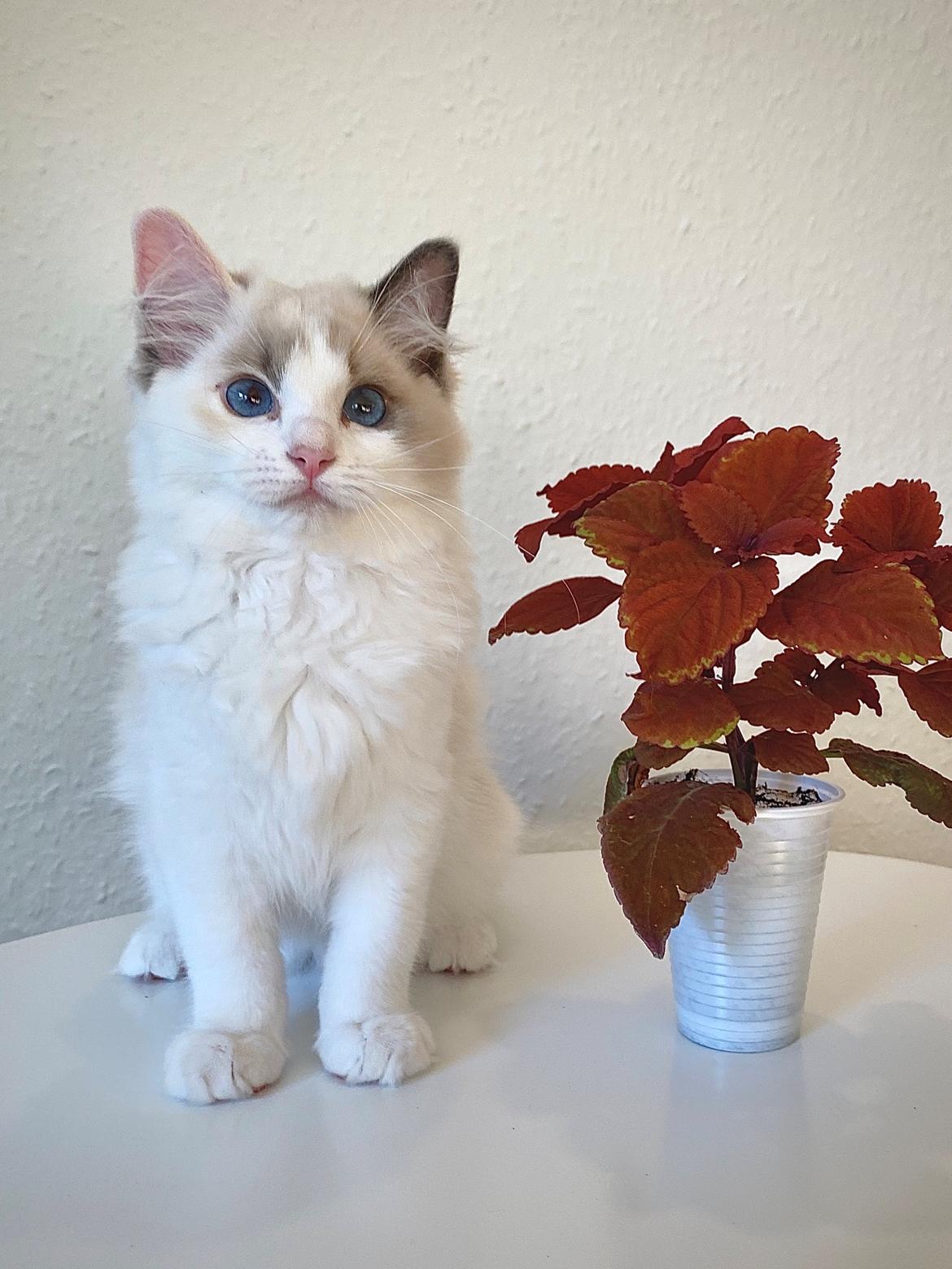 Ragdoll S*Gunbertus Flora billede 18