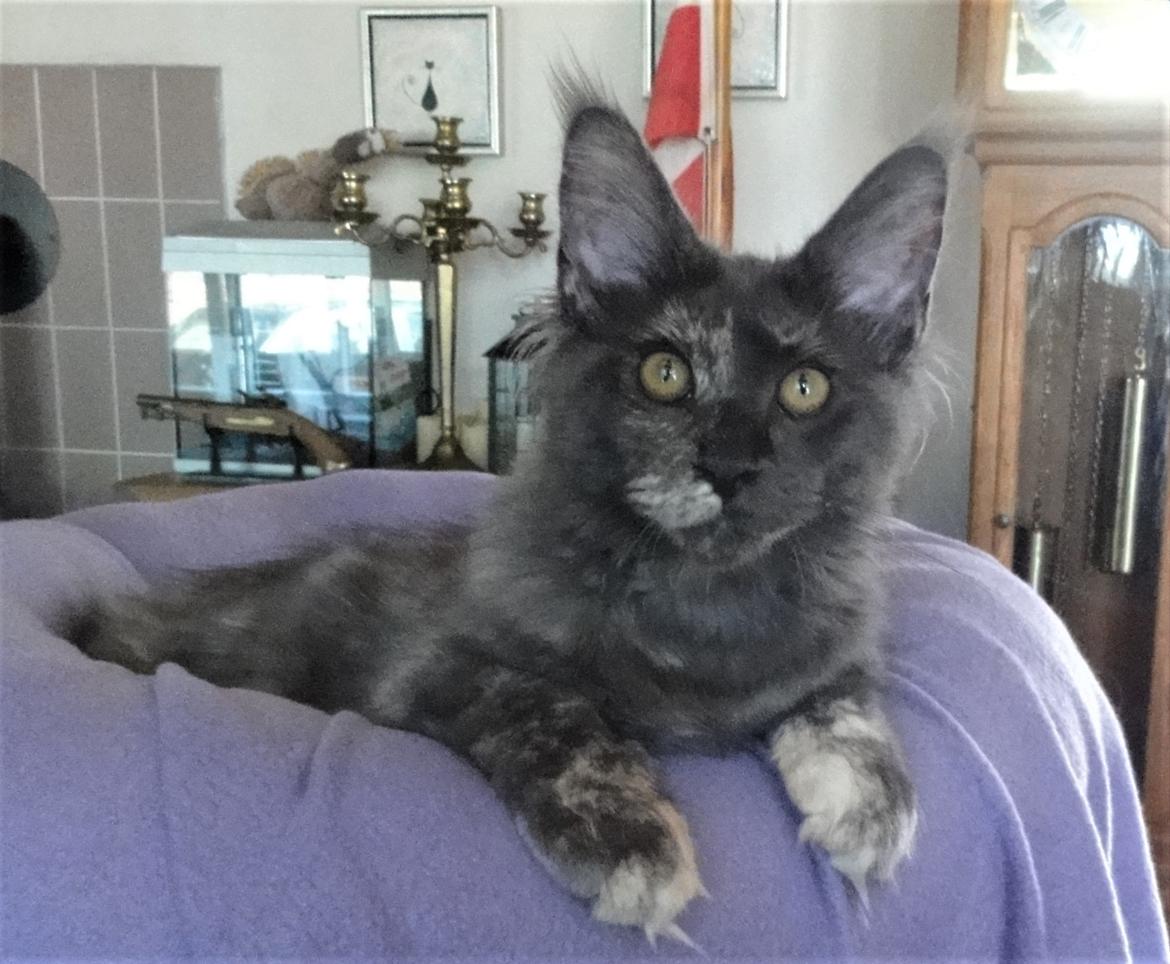 Maine Coon Cybercats Renata billede 5