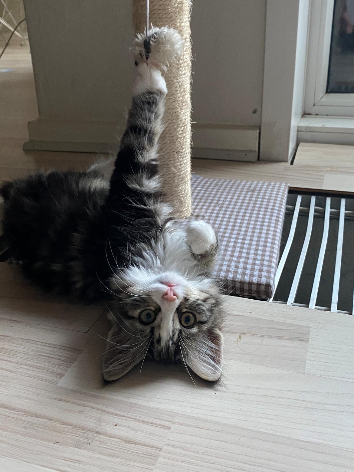 Blanding af racer Pipi billede 5