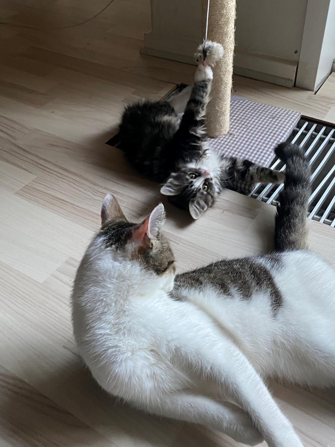 Blanding af racer Pipi billede 6