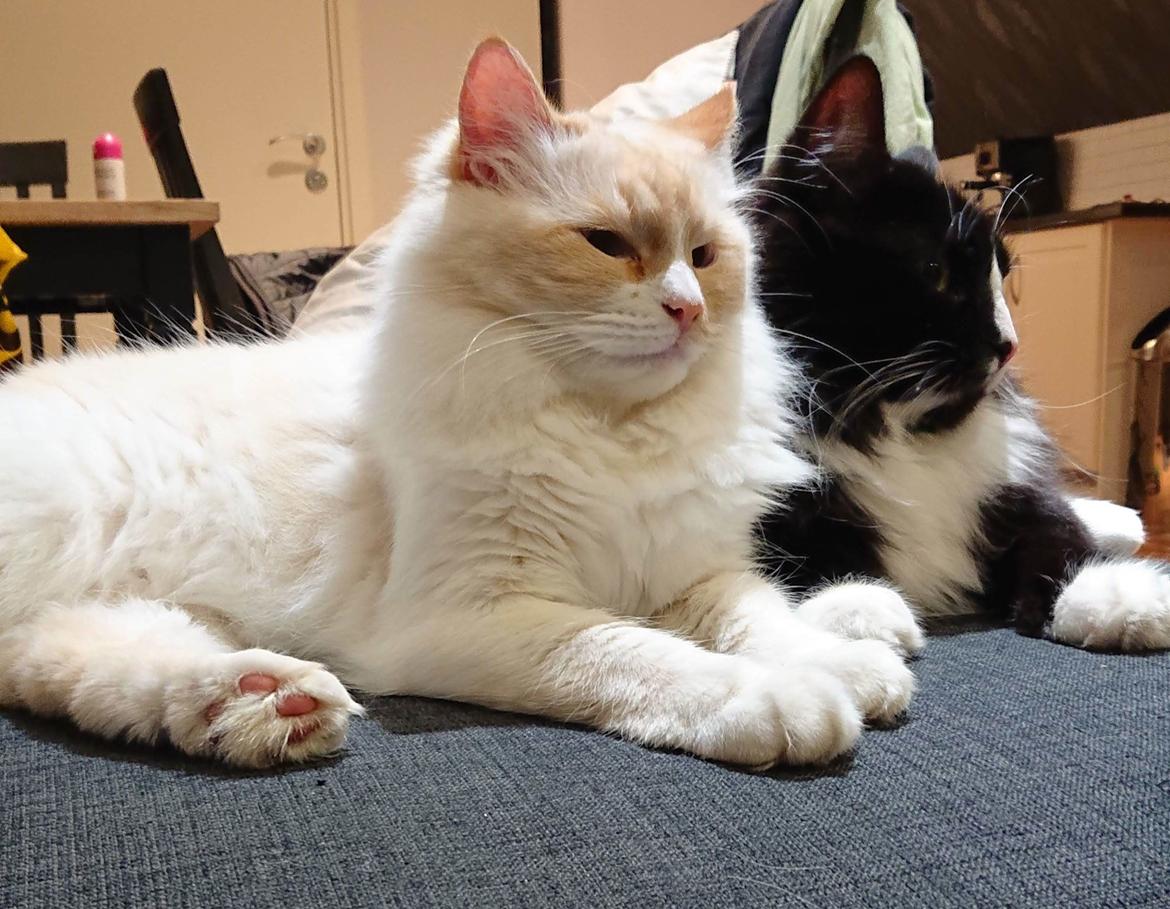 Ragdoll Salaya billede 1