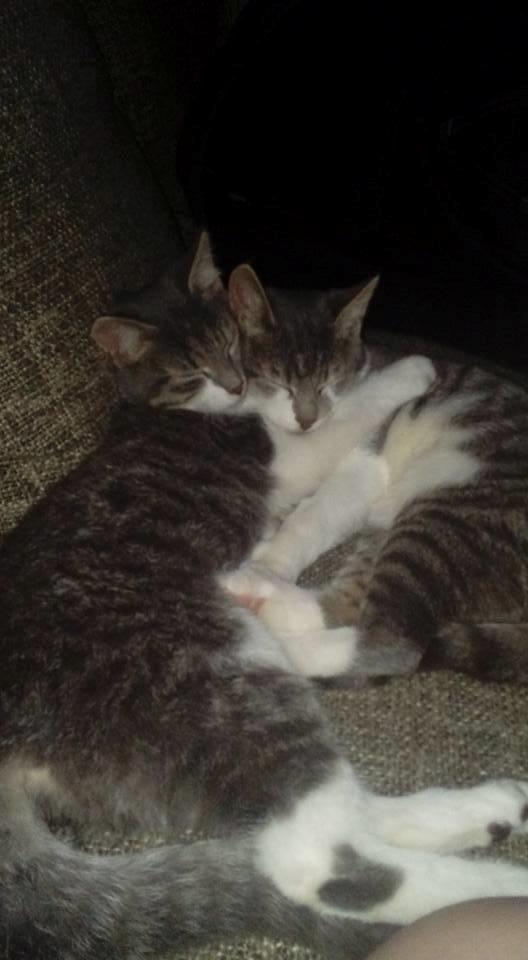 Huskat Maggie billede 4