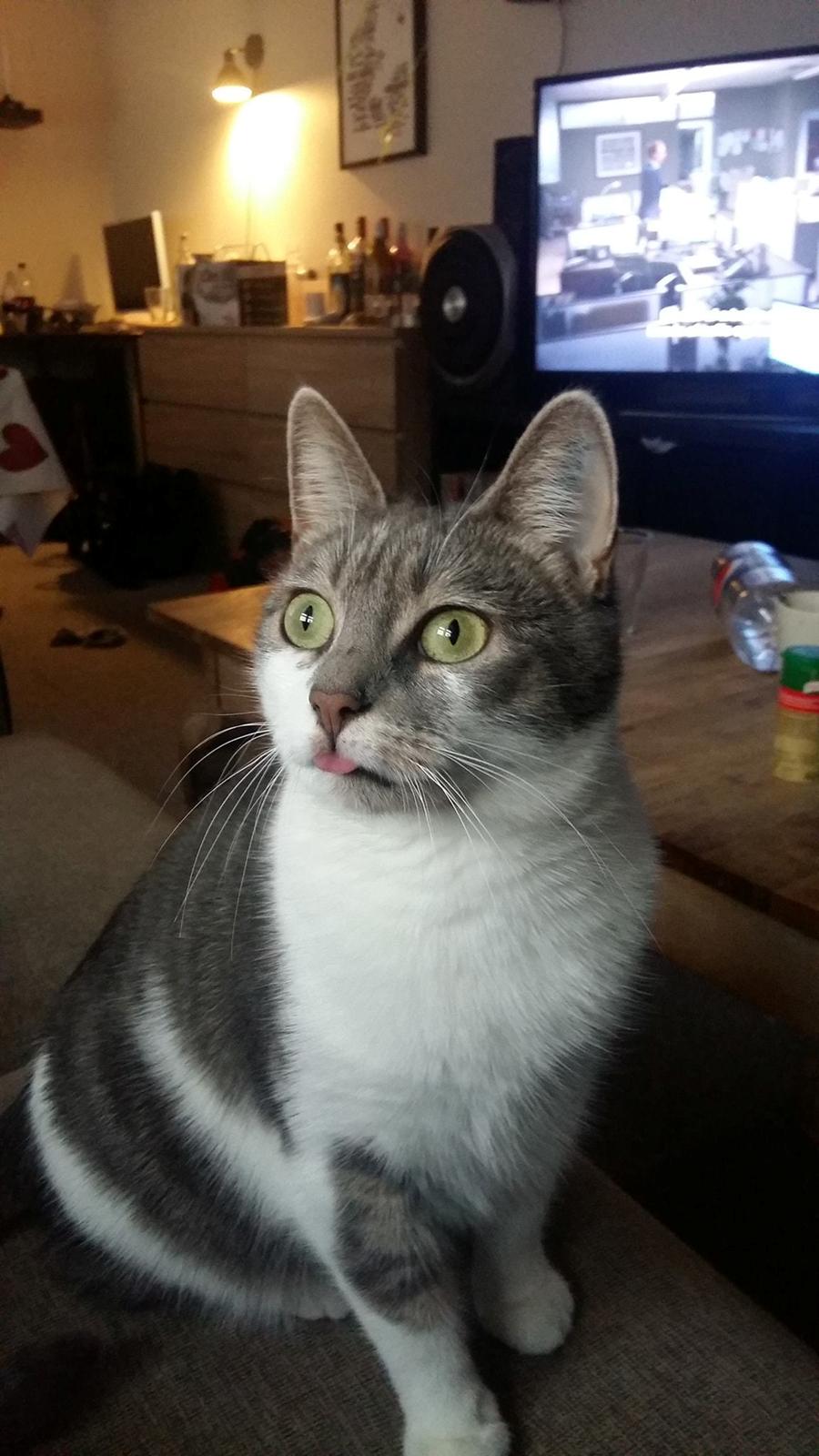 Huskat Maggie billede 1