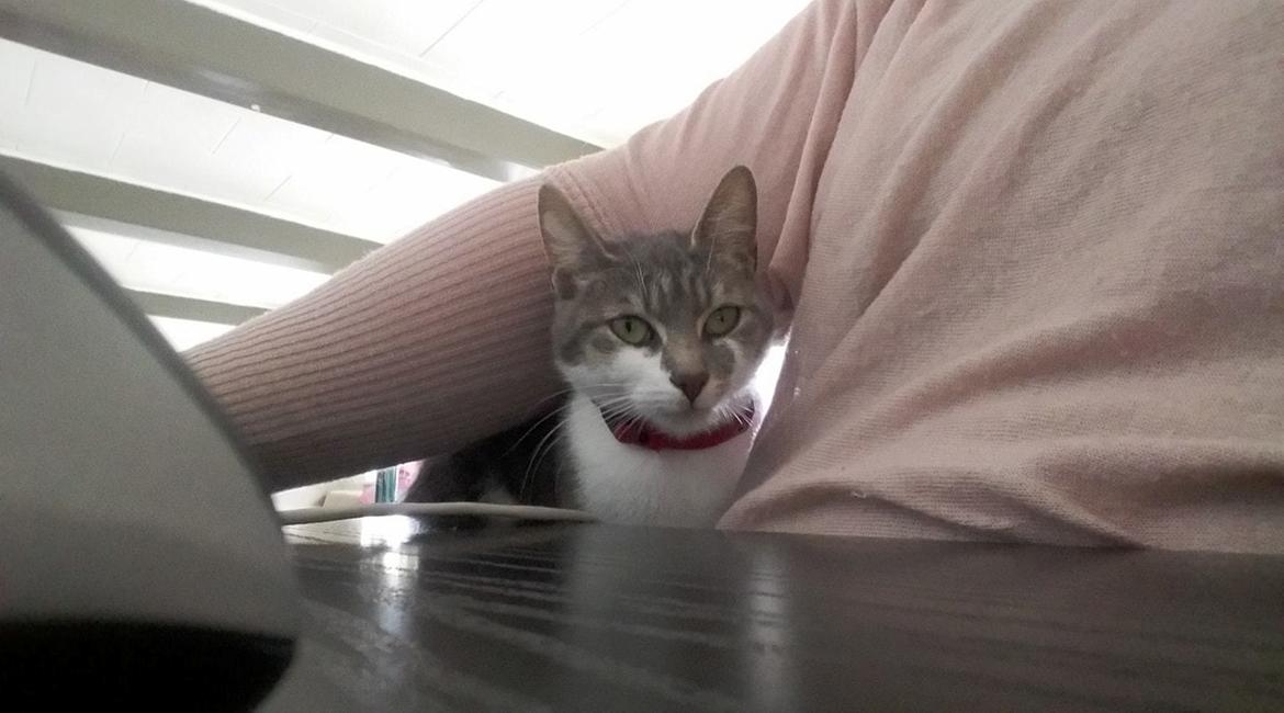 Huskat Maggie billede 3