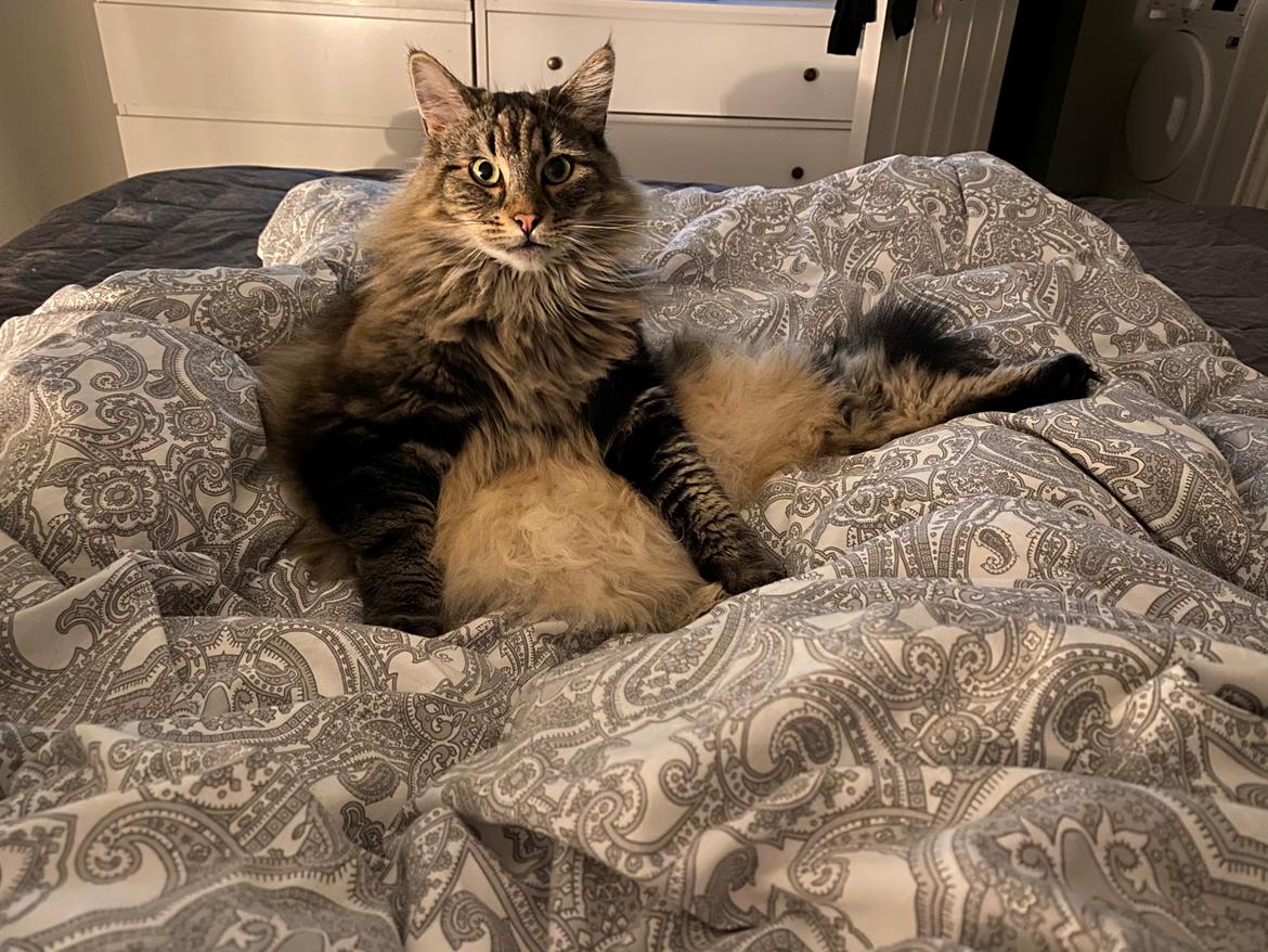 Blanding af racer Hannibal billede 20