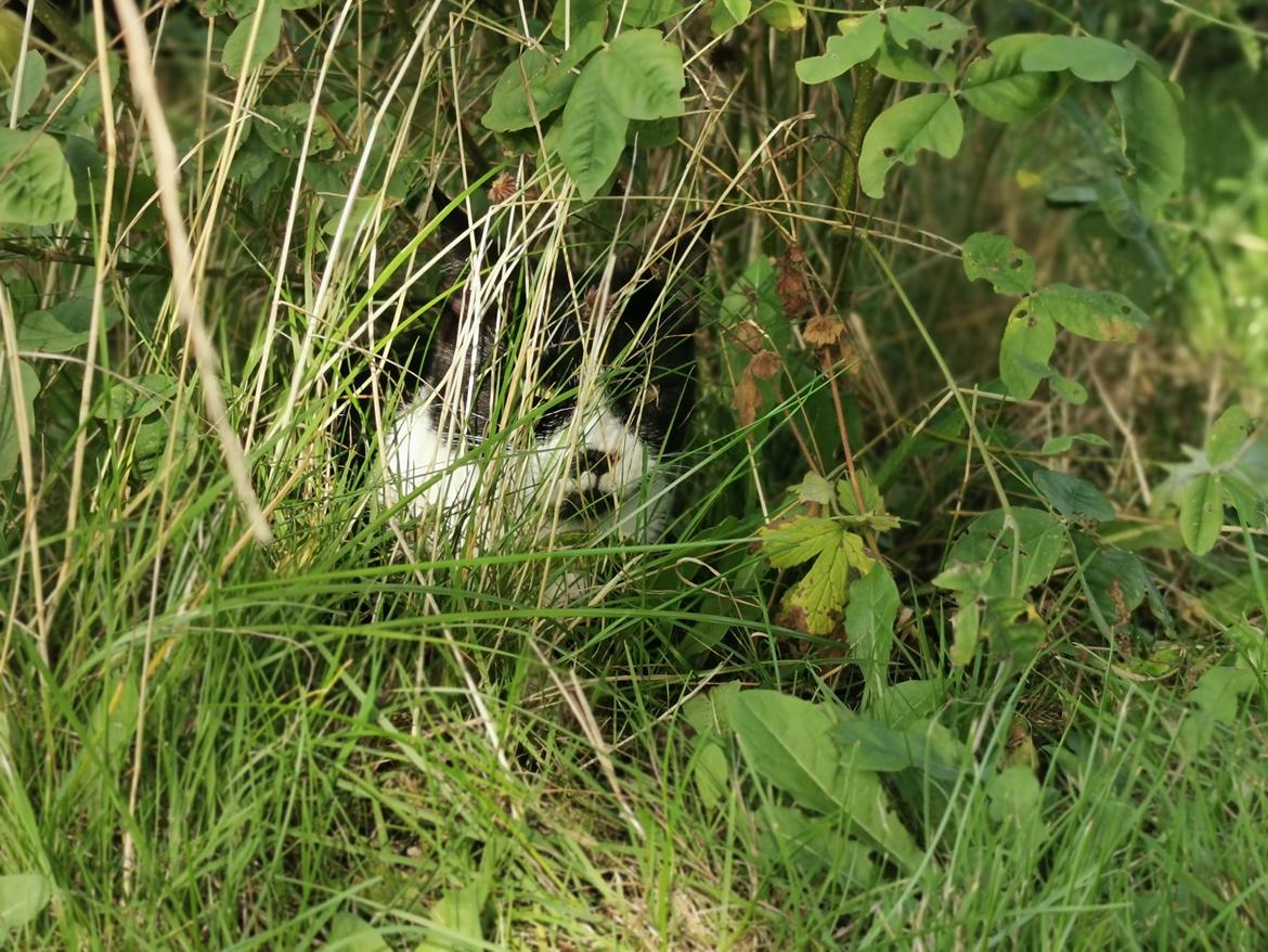 Huskat Tao - sept 2020 billede 6