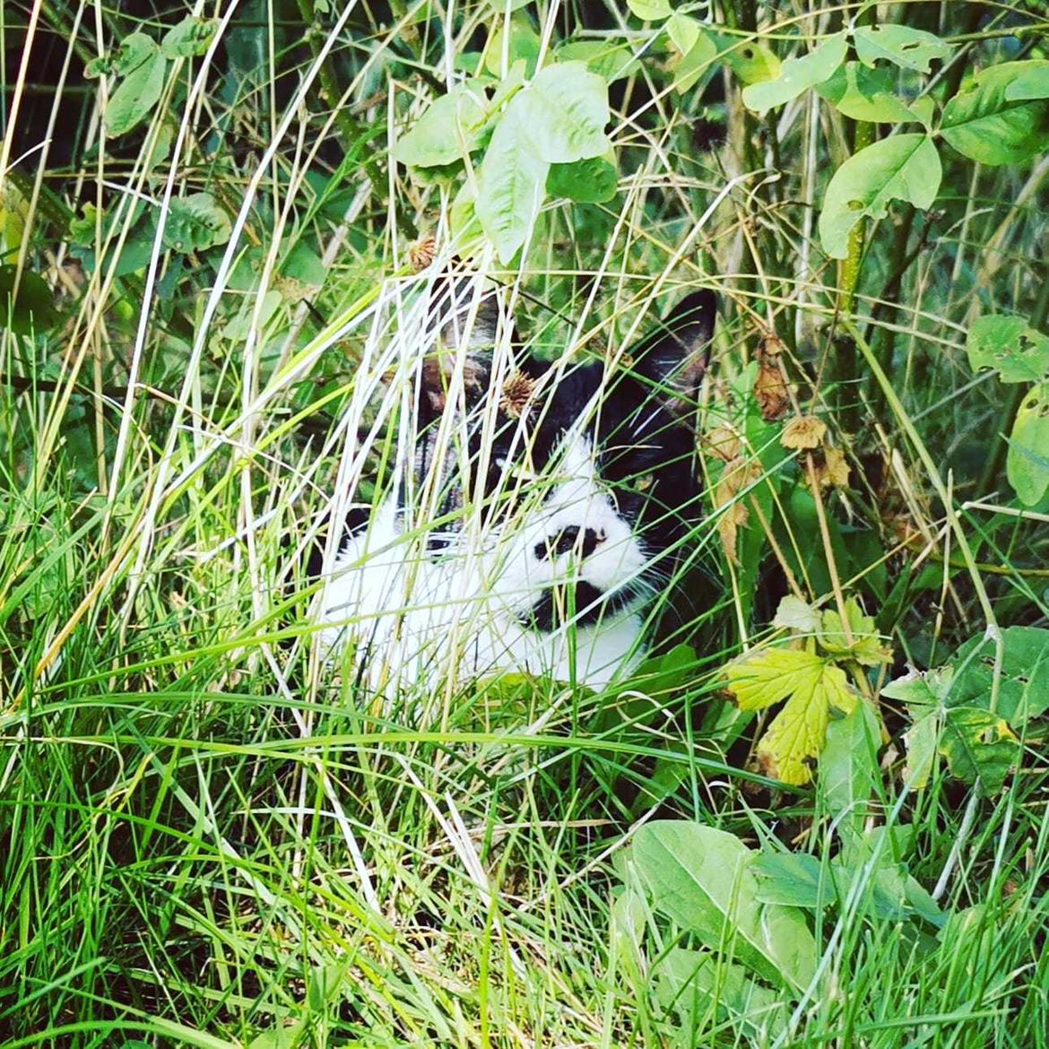 Huskat Tao - sept 2020  billede 7