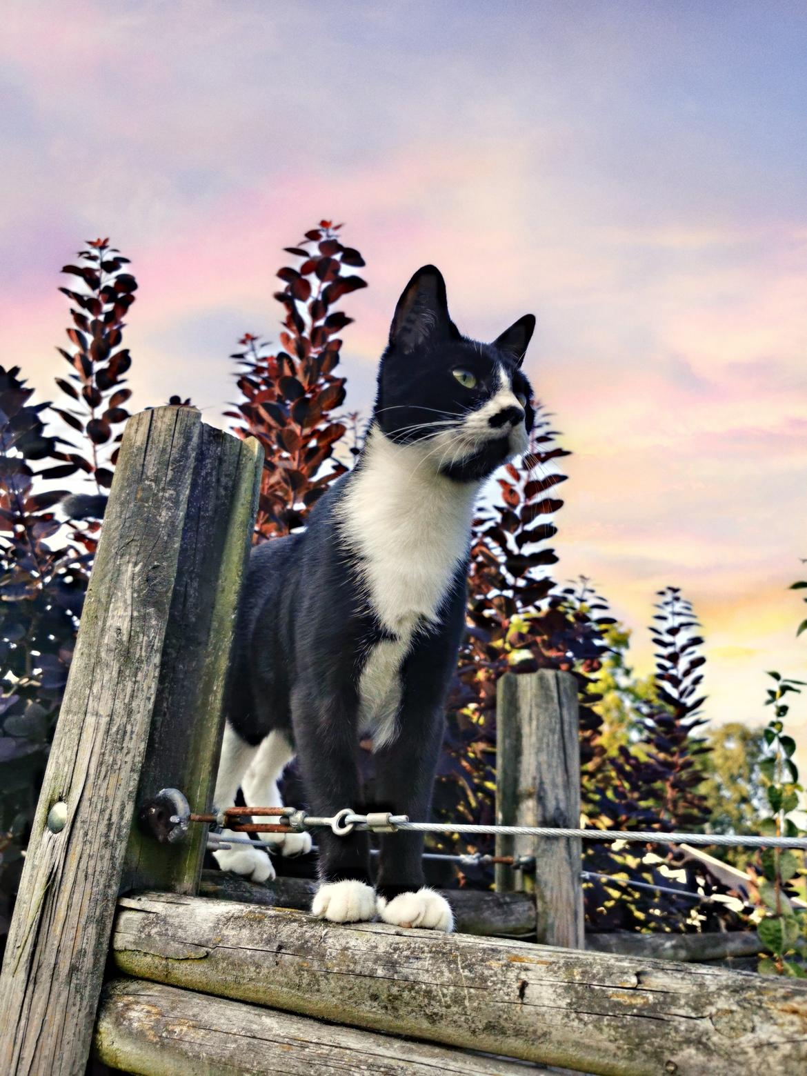 Huskat Tao - sept 2020 billede 8