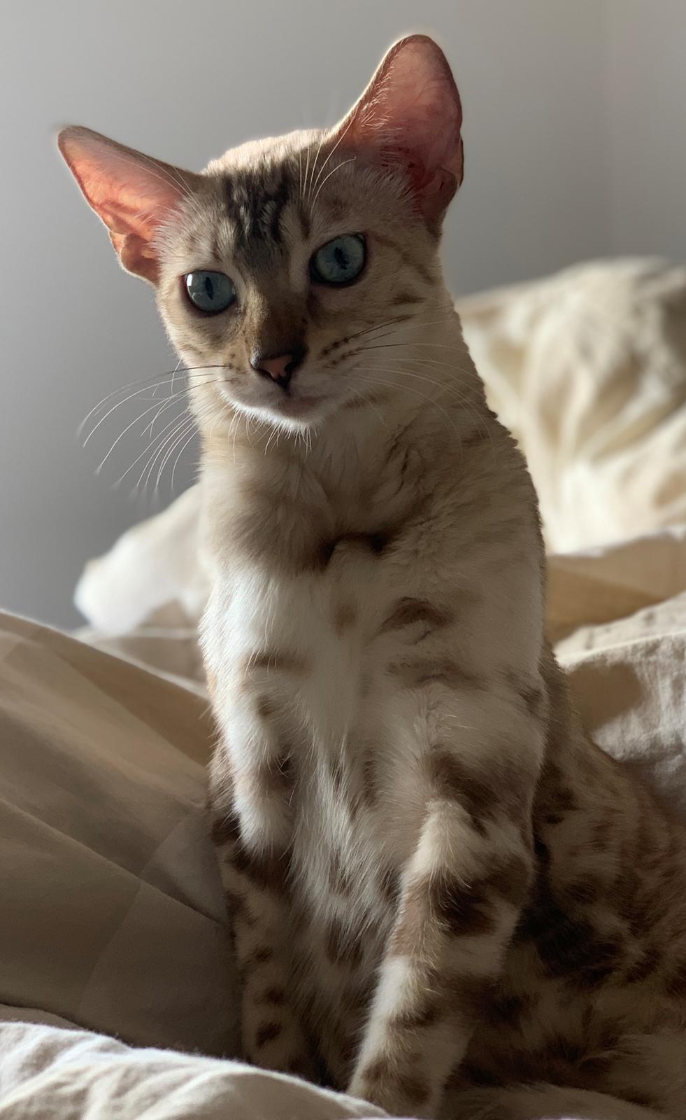 Bengal  Fairysavage Ice Girl  billede 5