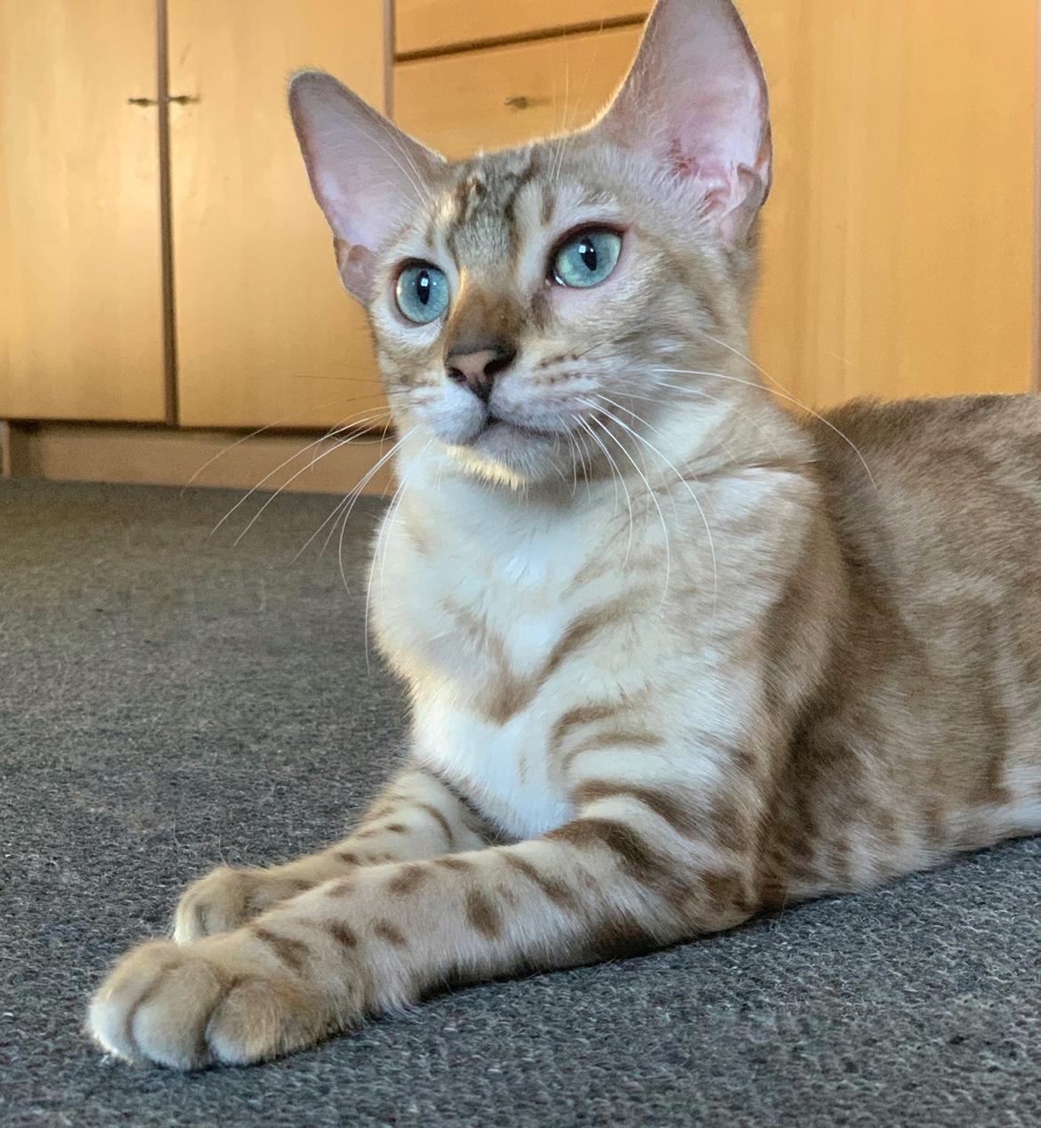 Bengal  Fairysavage Ice Girl  billede 8