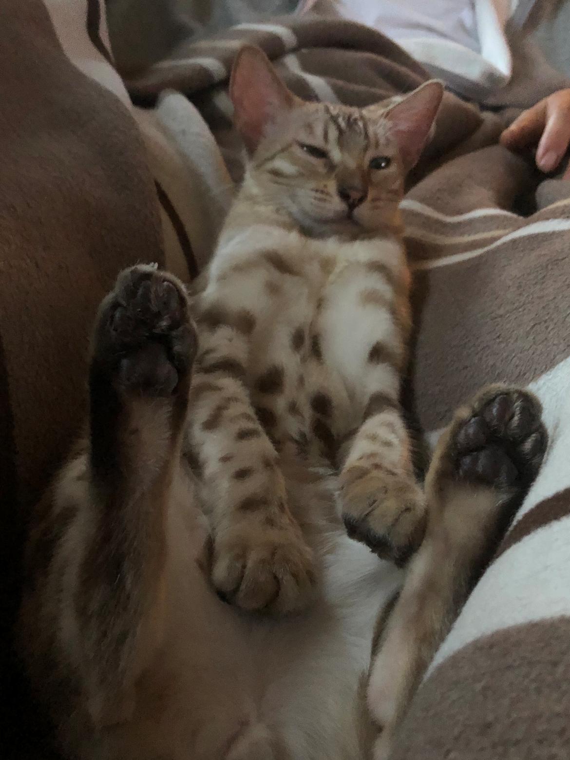 Bengal  Fairysavage Ice Girl  billede 4