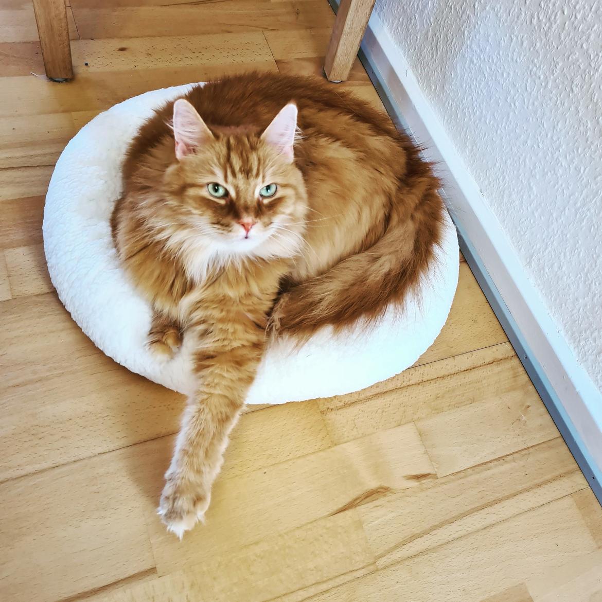 Blanding af racer Charlie billede 5