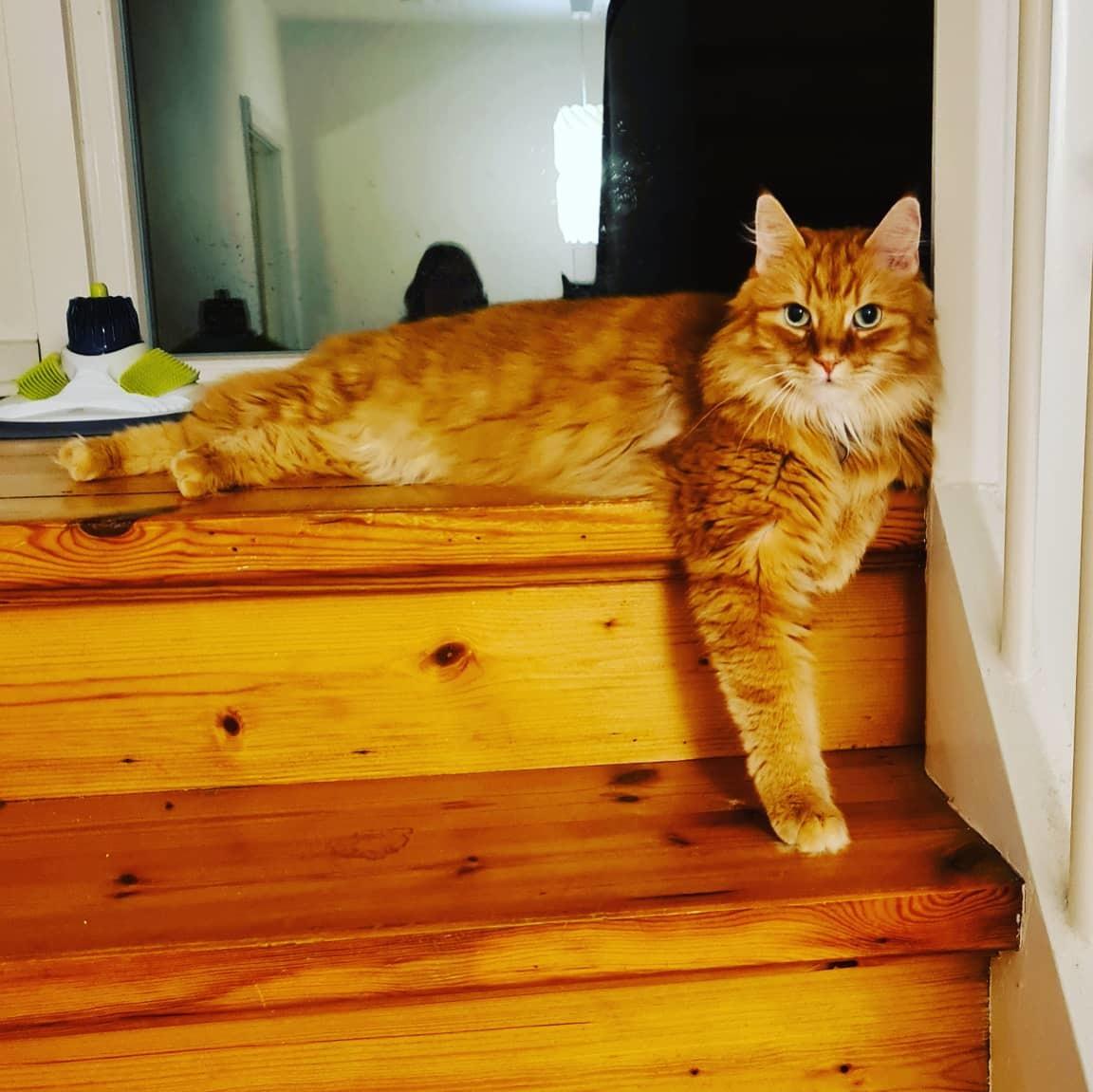 Blanding af racer Charlie billede 7