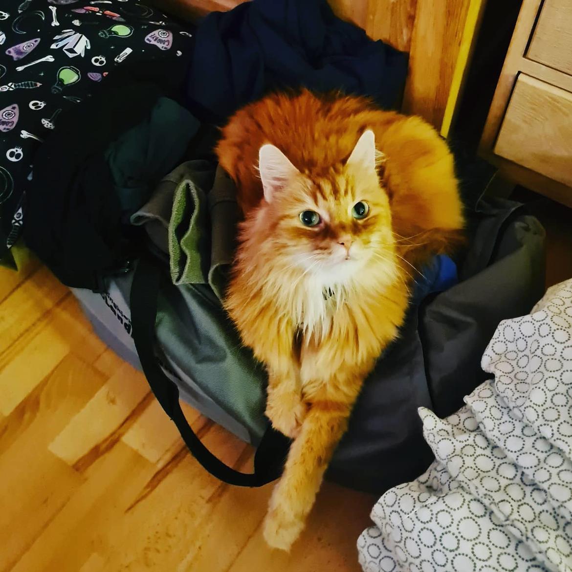 Blanding af racer Charlie billede 6