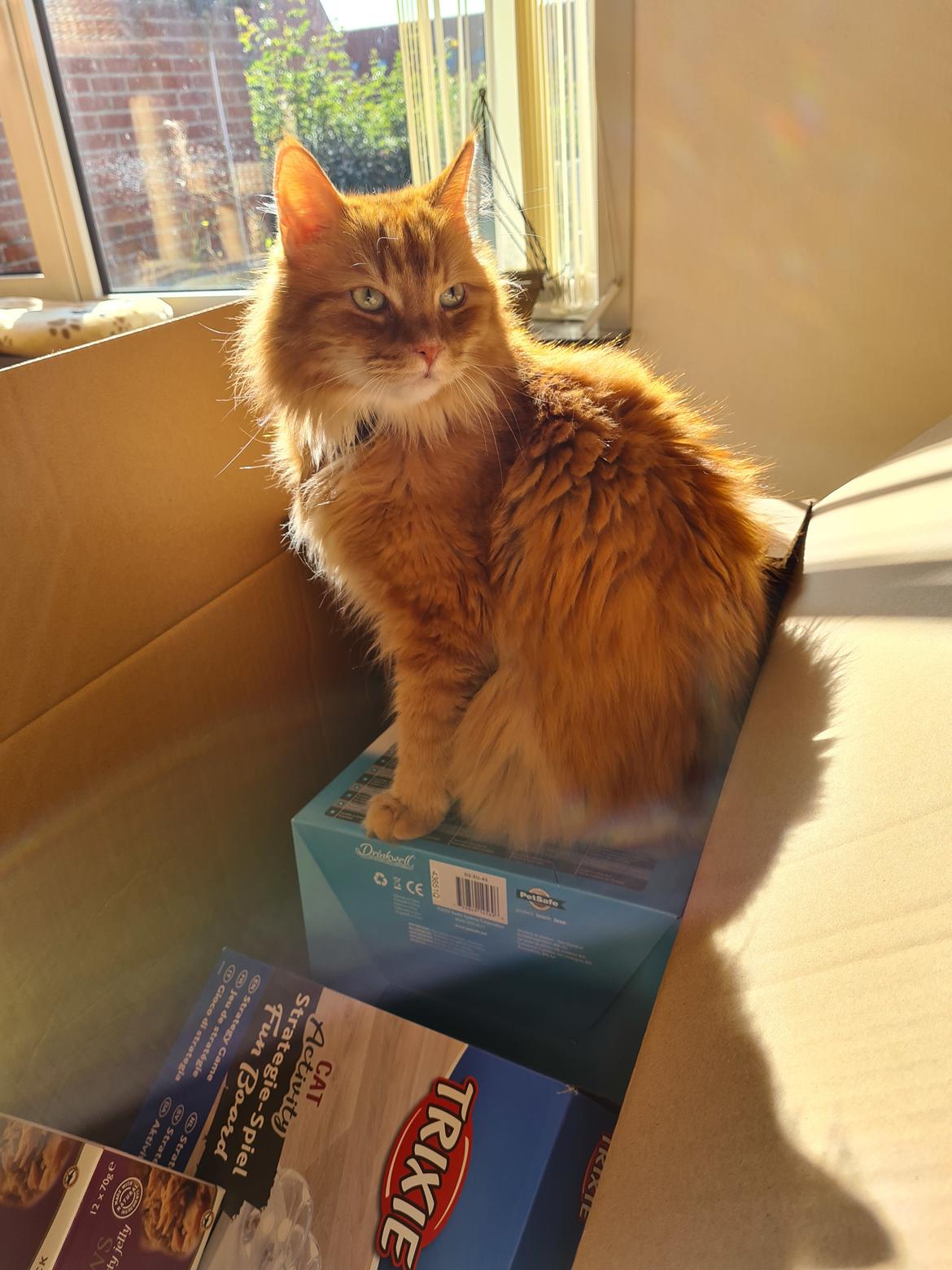 Blanding af racer Charlie billede 8