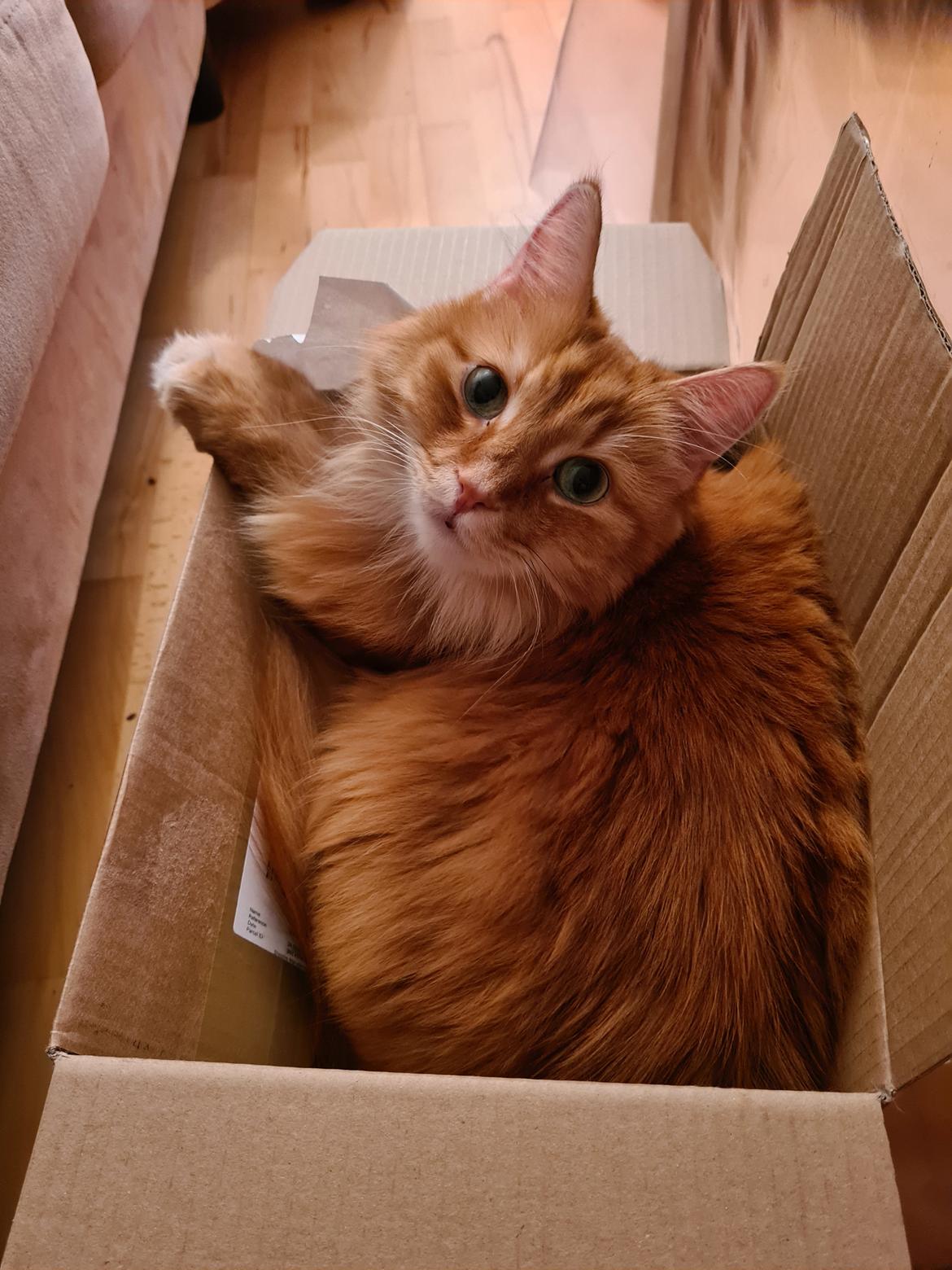 Blanding af racer Charlie billede 4