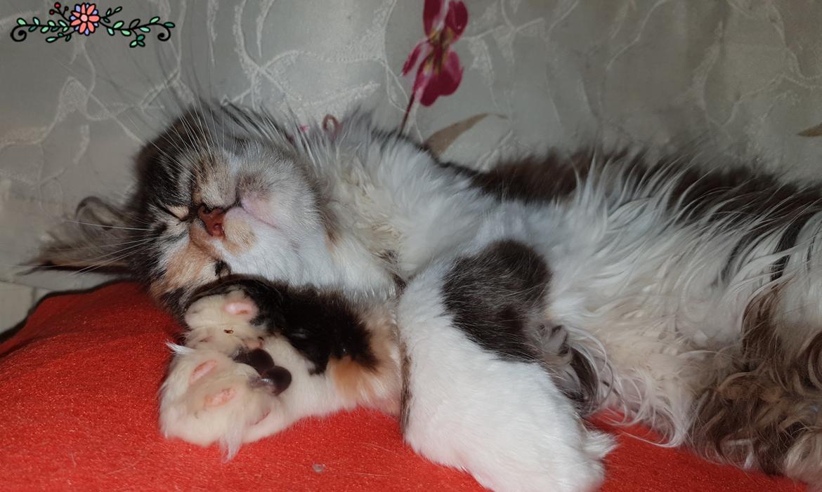 Maine Coon Tukenjas Siff PP billede 9