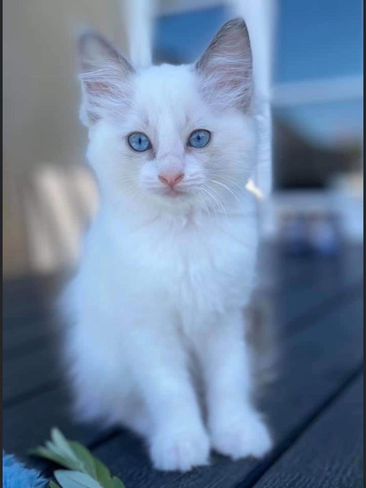 Blanding af racer Mynte  billede 1