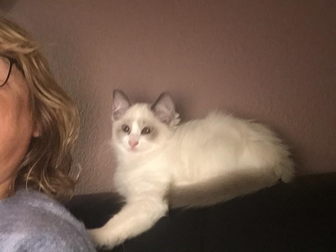 Blanding af racer Mynte  billede 2