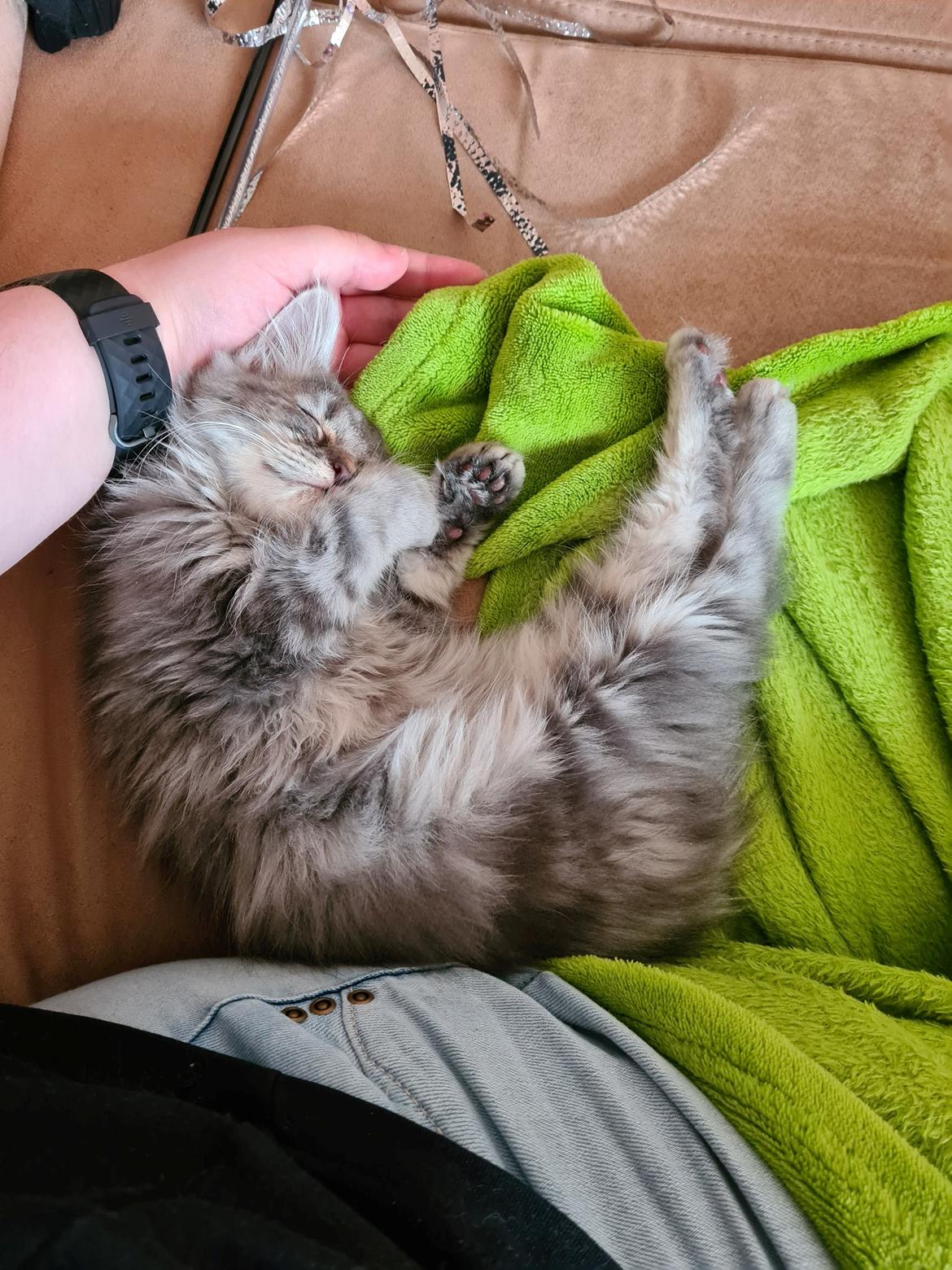 Blanding af racer Nova billede 2