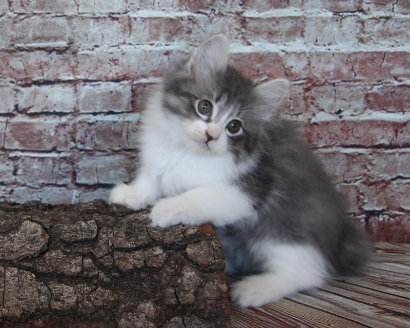 Kurilean Bobtail DK KorZhik's Alma billede 4