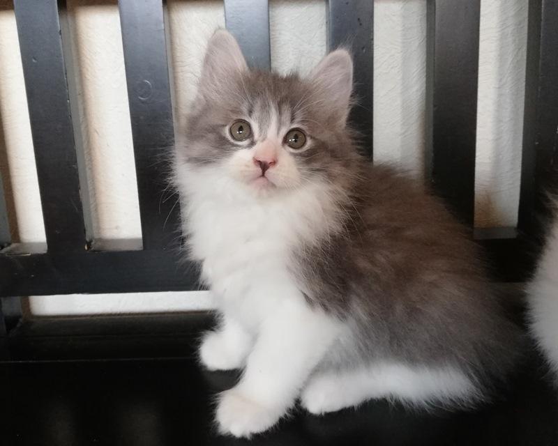 Kurilean Bobtail DK KorZhik's Alma billede 6