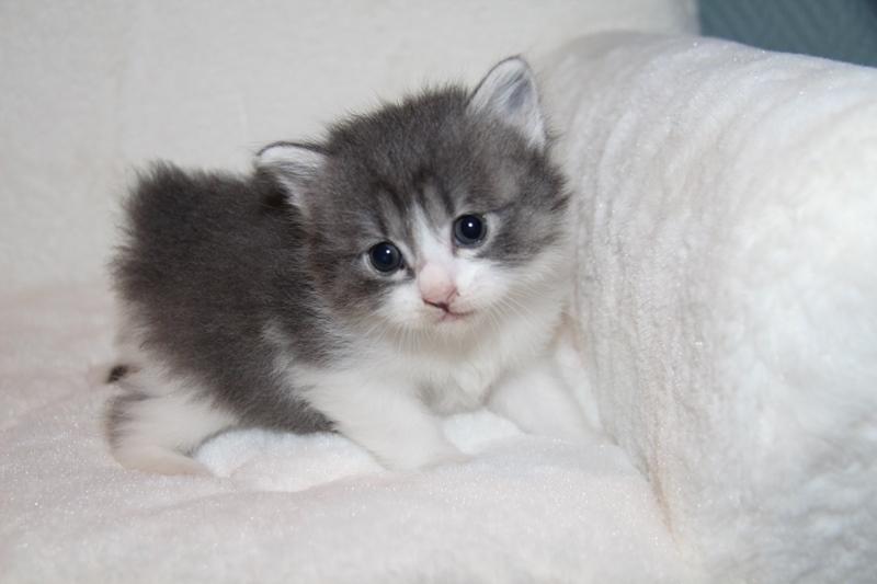 Kurilean Bobtail DK KorZhik's Alma billede 8