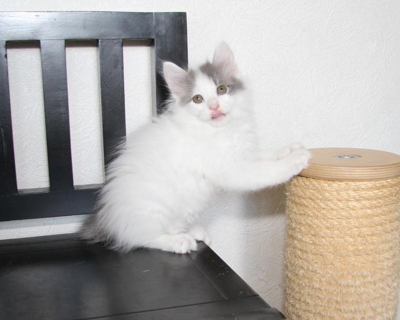 Kurilean Bobtail DK KorZhik's Tyttebær-Maja billede 6