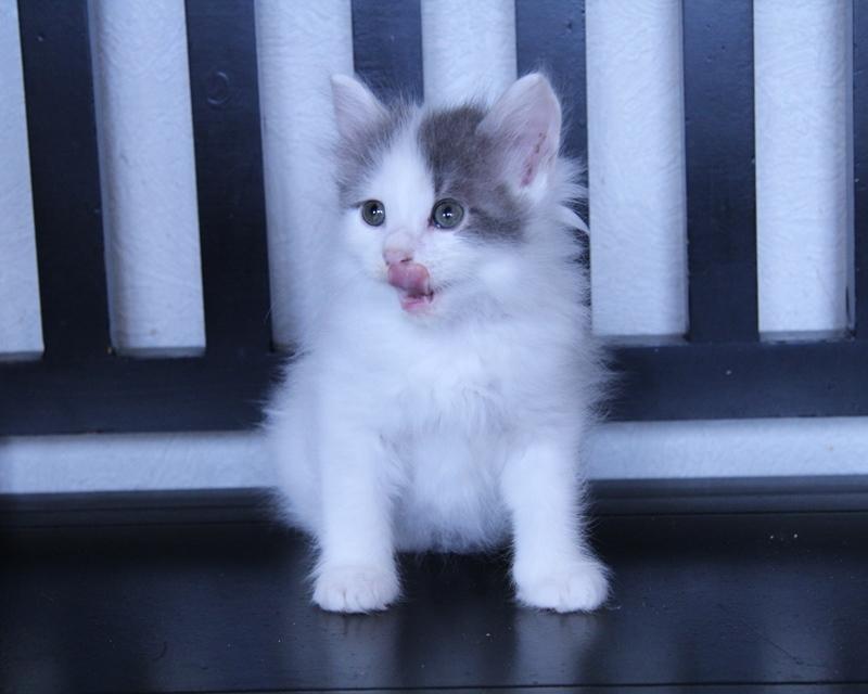 Kurilean Bobtail DK KorZhik's Tyttebær-Maja billede 7