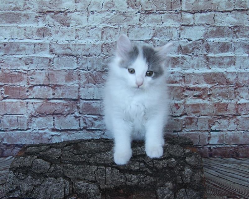 Kurilean Bobtail DK KorZhik's Tyttebær-Maja billede 2