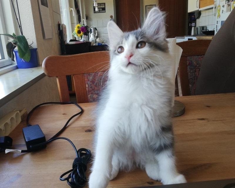 Kurilean Bobtail DK KorZhik's Emil billede 1