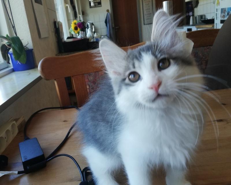 Kurilean Bobtail DK KorZhik's Emil billede 3
