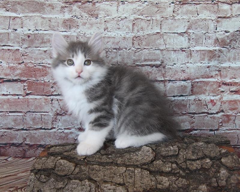 Kurilean Bobtail DK KorZhik's Emil billede 4